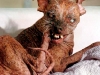 meet_sam_the_ugliest_dog.jpg