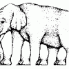 ELEPHANT.GIF