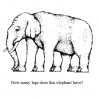 Elefant.jpg